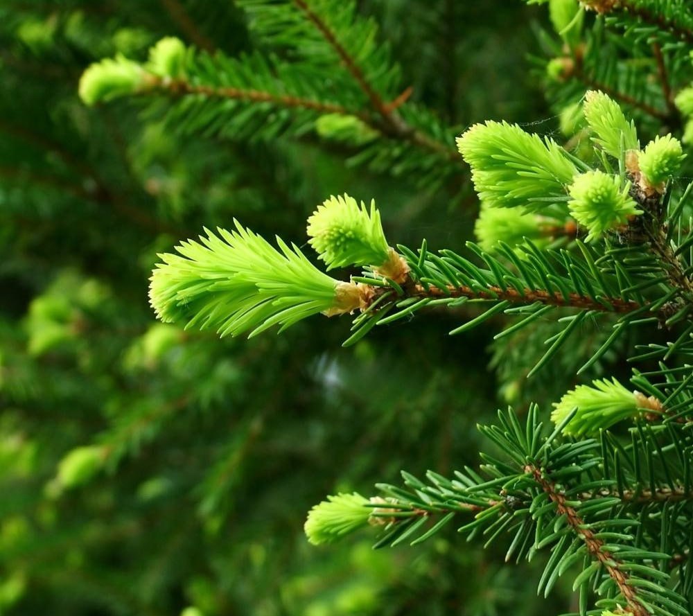 Nägemise parandamine okastega